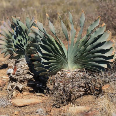 Karoo Stone Folk Trail