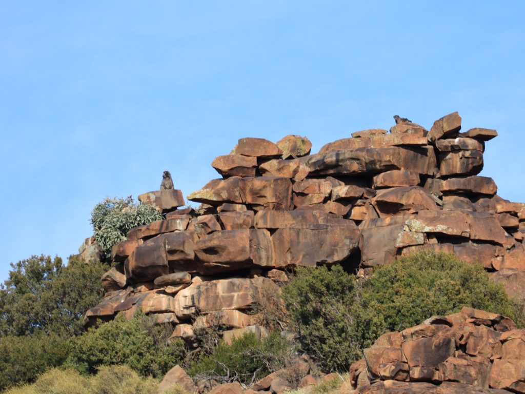 Baboons on the Stone Folk Trail in the Karoo