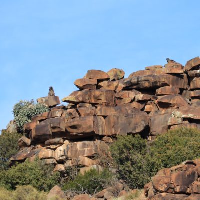 Baboons on the Stone Folk Trail in the Karoo