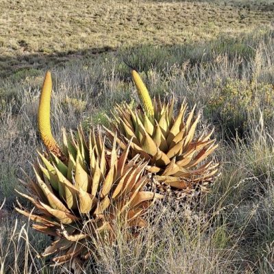 Succulents in the Karoo Gallery