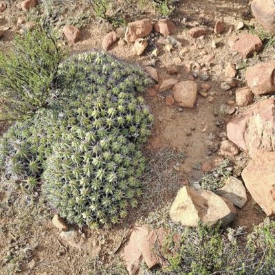 Karoo Stone Folk Trail Gallery